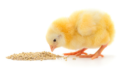 Day Old  Chicks